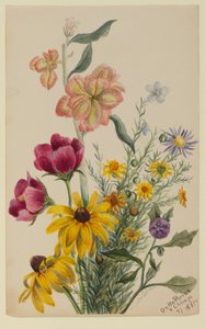 Groupe de fleurs - Mary Vaux Walcott