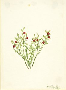 Vaccinium scoparium (Vaccinium scoparium) - Mary Vaux Walcott