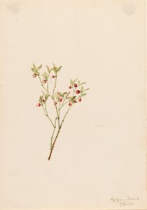 Myrtille à feuilles de gélinotte (Vaccinum scoparium) - Mary Vaux Walcott