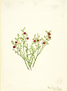 Airelle des marais Vaccinium scoparium, 1918 - Mary Vaux Walcott