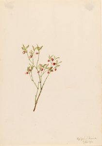 Grouse Whortleberry Vaccinum scoparium, 1916 - Mary Vaux Walcott