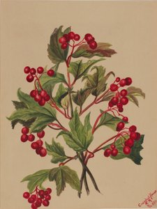 Viburnum americanum (Viburnum americanum) - Mary Vaux Walcott