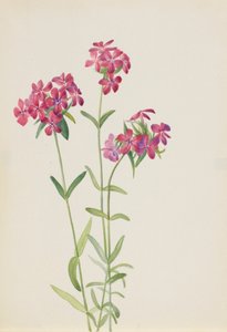 Phlox velu Phlox amoena - Mary Vaux Walcott