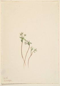 Présage du printemps (Erigenia bulbosa) - Mary Vaux Walcott