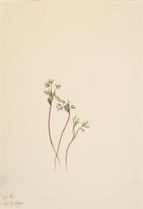 Précurseur du printemps - Mary Vaux Walcott