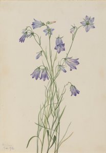Campanule (Campanula rotundifolia) - Mary Vaux Walcott