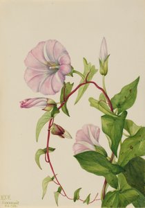 Liseron des haies Calystegia Convolvulus sepium, 1932