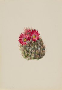 Cactus hérisson Coryphantha arizonica, 1933 - Mary Vaux Walcott