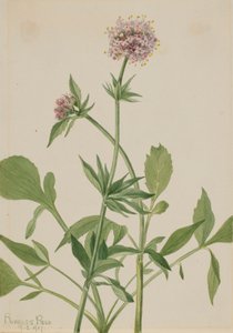 Valériane Héliotrope Valeriana sitchensis - Mary Vaux Walcott