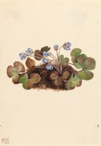 Hépatique (Hepatica americana)