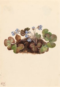 Hépatique Hepatica americana, 1917