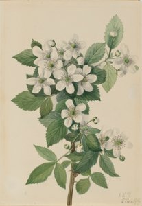 Mûre en corymbe (Rubus argutus) - Mary Vaux Walcott