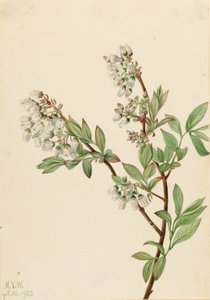 Myrtille en corymbe (Vaccinium corymbosum)