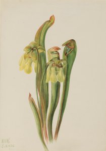 Sarracénie à capuchon (Sarracenia minor) - Mary Vaux Walcott