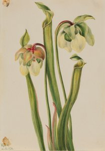 Sarracénie hybride (Sarracenia minor) - Mary Vaux Walcott