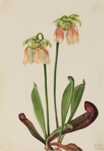 Sarracénie hybride (Sarracenia minor x psittacina) - Mary Vaux Walcott