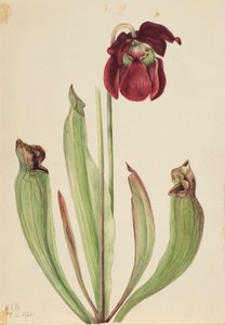 Sarracénie hybride (Sarracenia rubra xs purpurea venosa) - Mary Vaux Walcott