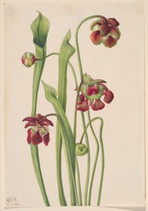 Hybride de sarracénie pourpre - Mary Vaux Walcott