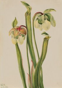 Plante hybride Sarracenia minor, 1930 - Mary Vaux Walcott
