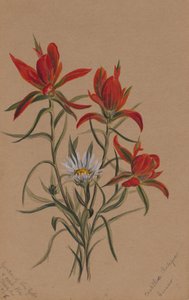 Castilleja rhexifolia, 1883 - Mary Vaux Walcott