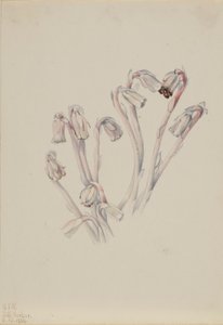 Pipe indienne (Monotropa uniflora) - Mary Vaux Walcott