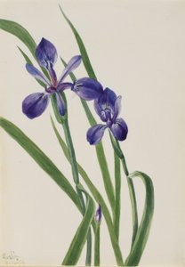 Iris (espèce Iris) - Mary Vaux Walcott