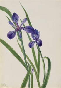 Iris, espèces d