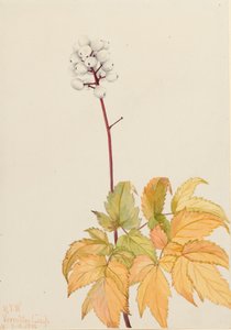 Actée à baies d