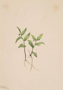 Kruhsea Kruhsea streptopoides, 1913 - Mary Vaux Walcott