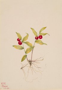 Kruhsea streptopoides, 1922