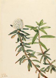 Thé du Labrador (Ledum groenlandicum) - Mary Vaux Walcott