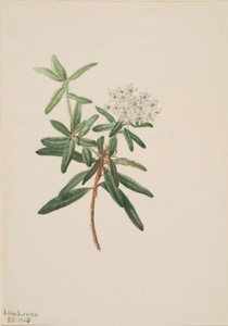 Thé du Labrador (Ledum groenlandicum)