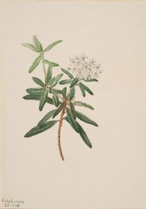 Thé du Labrador Ledum groenlandicum, 1905