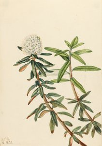 Thé du Labrador Ledum groenlandicum, 1922