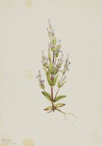 Gentiane échelle Gentiana acuta - Mary Vaux Walcott