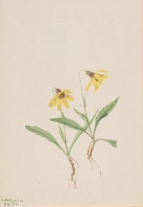 Lac Louise Arnica - Mary Vaux Walcott