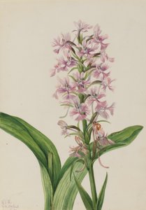 Habenaria grandiflora (Habenaria grandiflora) - Mary Vaux Walcott