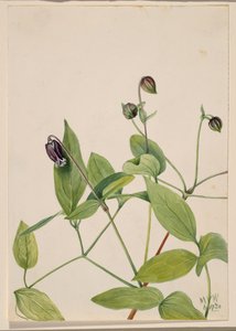 Fleur de cuir Clematis viorna, 1920