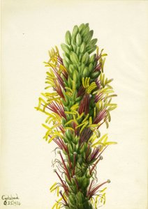 Agave lechuguilla - Mary Vaux Walcott