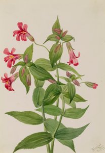 Fleur de singe de Lewis Mimulus lewisii, 1899 - Mary Vaux Walcott