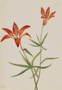 Lys (Lilium montanum) - Mary Vaux Walcott
