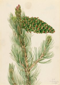 Pin flexible (Pinus flexilis) - Mary Vaux Walcott