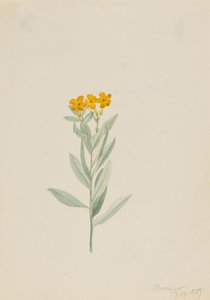 Lithospermum canescens - Mary Vaux Walcott