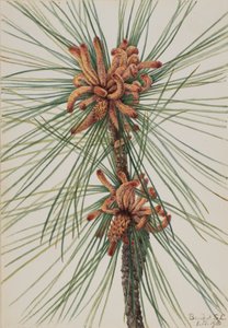 Pin des marais Pinus taeda, 1918 - Mary Vaux Walcott