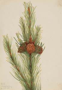 Pin Lodgepole Pinus Contorta murrayana - Mary Vaux Walcott