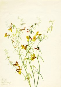 Lotus puberulus - Mary Vaux Walcott