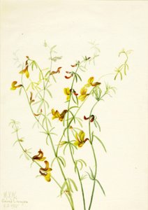Lotus puberulus, 1935 - Mary Vaux Walcott
