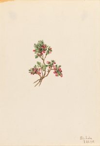 Airelle basse (Vaccinium caespitosum) - Mary Vaux Walcott