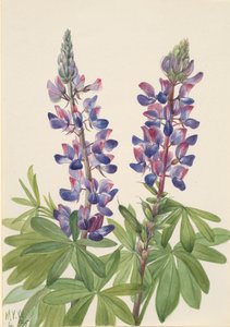 Lupin Lupinus fornosus, 1935 - Mary Vaux Walcott