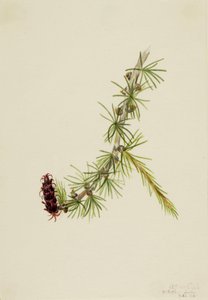 Mélèze de Lyall - Mary Vaux Walcott
